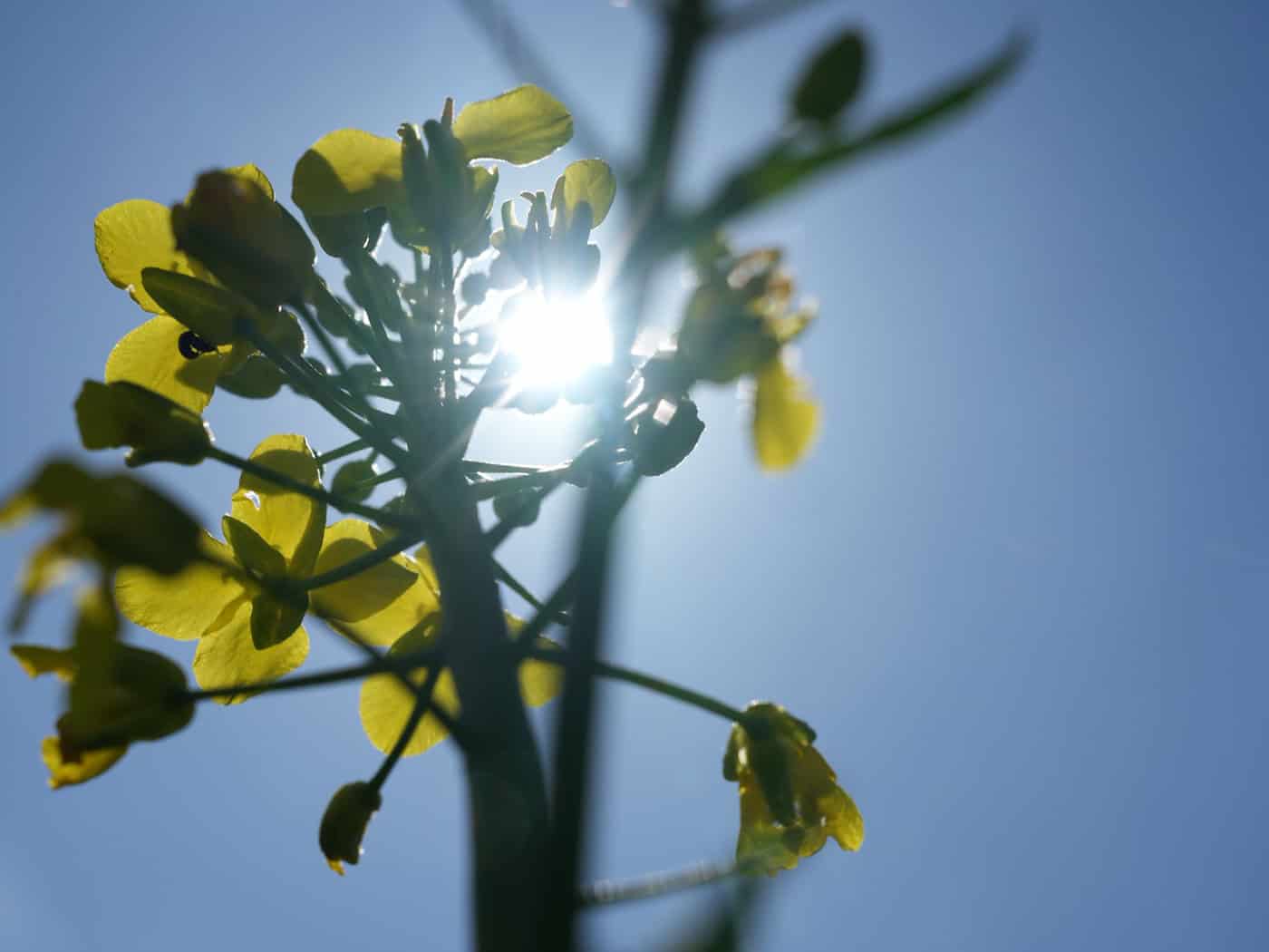 Nach früher Kälte klettern die Temperaturen heute auf Werte zwischen 18 und 20 Grad. Der Samstag verspricht sommerliche Temperaturen. (Archivbild) / Foto: Sven Käuler/dpa