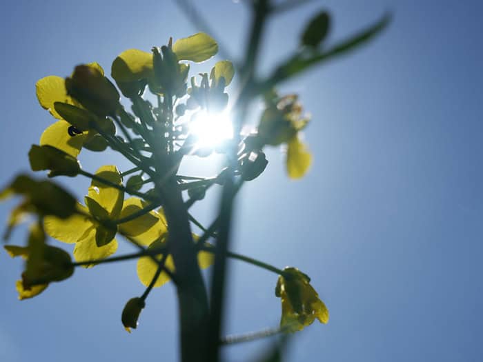 Nach früher Kälte klettern die Temperaturen heute auf Werte zwischen 18 und 20 Grad. Der Samstag verspricht sommerliche Temperaturen. (Archivbild) / Foto: Sven Käuler/dpa