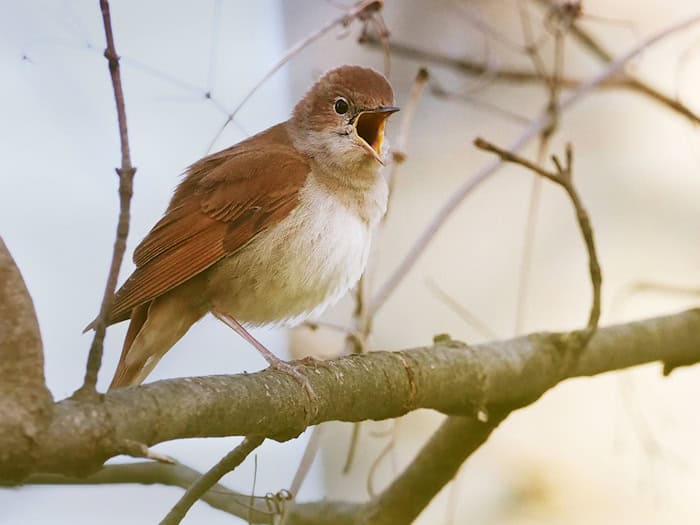 Nachtigallen kehren nach Deutschland zurück – Männchen besetzen Reviere, Berlin ist 'Nachtigallen‑Hauptstadt'