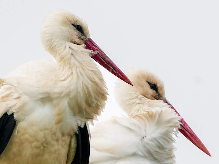 Die Störche in Linum sind für viele Besucher ein Highlight. (Archivbild) / Foto: Soeren Stache/dpa