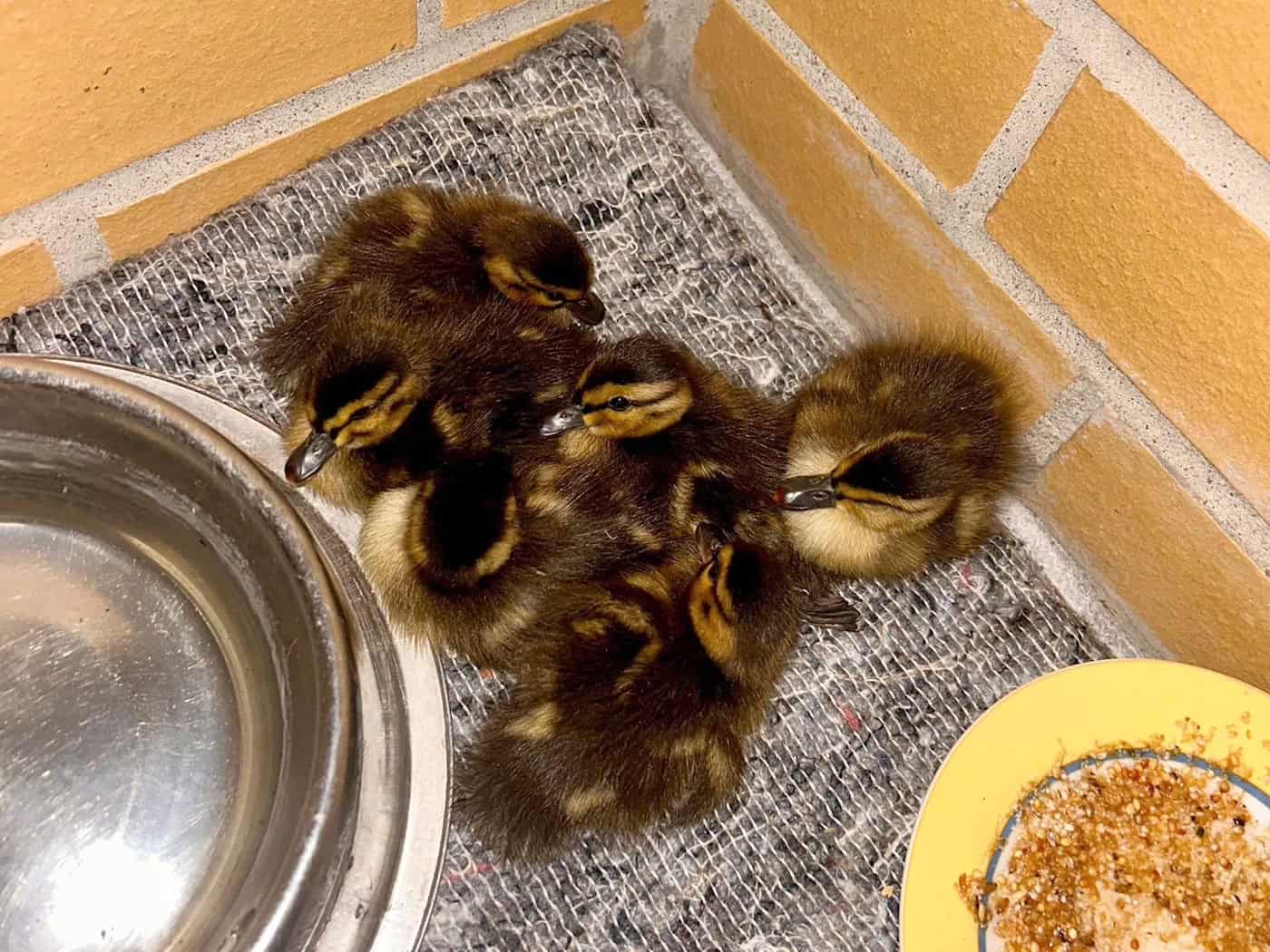 Ente gut, alles gut? Gerettete Entenküken aus dem Berliner Wedding werden nun versorgt. / Foto: Polizei Berlin/dpa