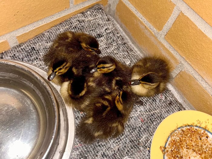 Polizei rettet sechs verlassene Entenküken in Berlin