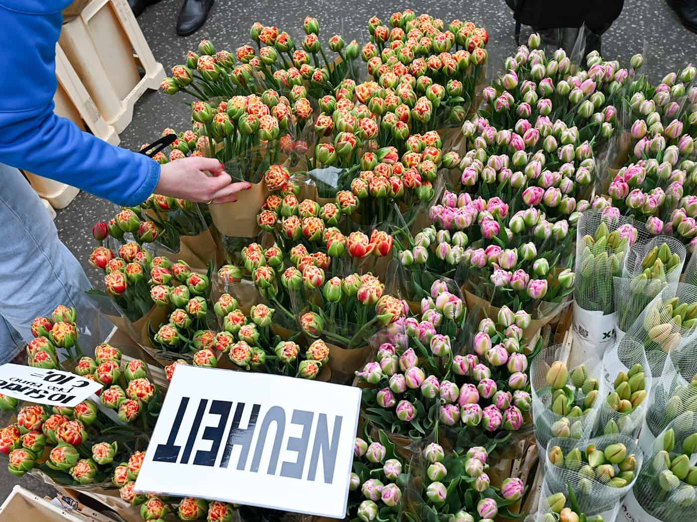 Tulpen sind beliebte Frühlingsblumen - nicht nur in Potsdam zum Tulpenfest. (Archivbild)  / Foto: Jens Kalaene/dpa