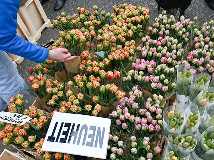 Potsdam: 24. Tulpenfest im Holländischen Viertel startet mit Tausenden Blumen