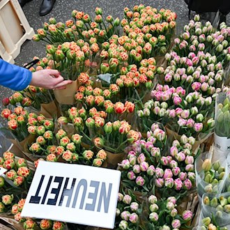 Tulpen sind beliebte Frühlingsblumen - nicht nur in Potsdam zum Tulpenfest. (Archivbild)  / Foto: Jens Kalaene/dpa
