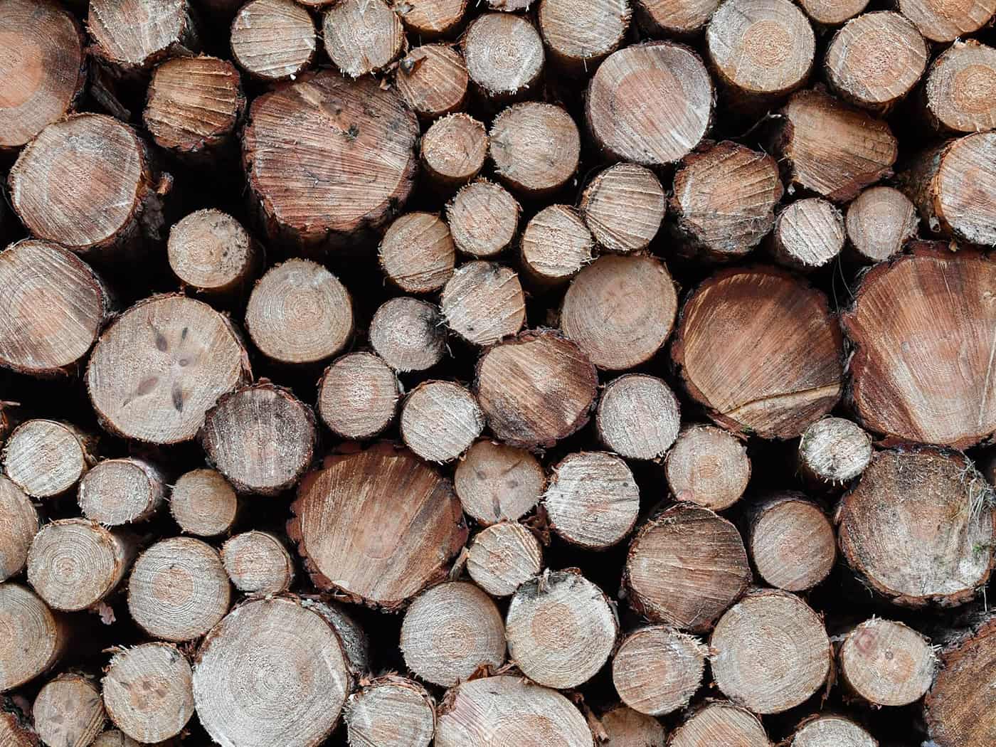 Frisch gefällte Holzstämme reihen sich aneinander. (Symbolbild) / Foto: Patrick Pleul/dpa-Zentralbild/dpa