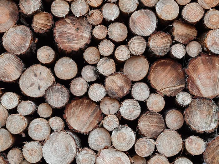Frisch gefällte Holzstämme reihen sich aneinander. (Symbolbild) / Foto: Patrick Pleul/dpa-Zentralbild/dpa