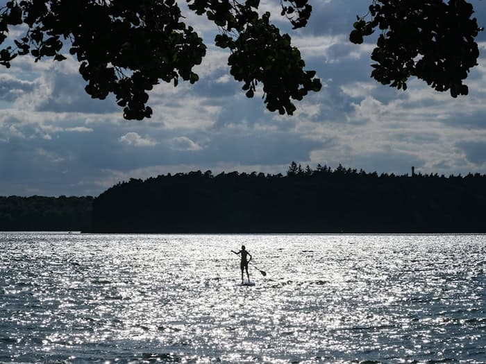 Die Stechlin-Maräne ist jetzt vom Aussterben bedroht (Archivbild) / Foto: Jens Kalaene/dpa-Zentralbild/ZB
