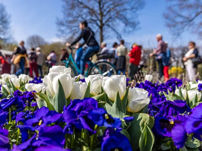 Auch im vergangenen Jahr blühten viele Blumen beim traditionellen Luckauer Tulpenfest. (Archivbild) / Foto: Frank Hammerschmidt/dpa