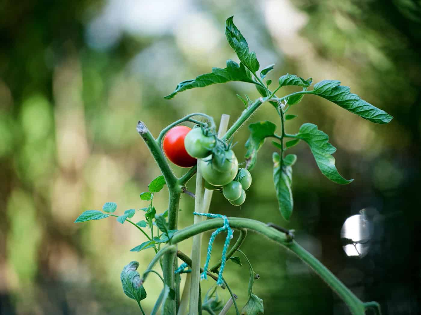 Die TU verschenkt 1.800 Tomatenpflanzen. (Symbolbild) / Foto: picture alliance / Arno Burgi/dpa-Zentralbild/dpa