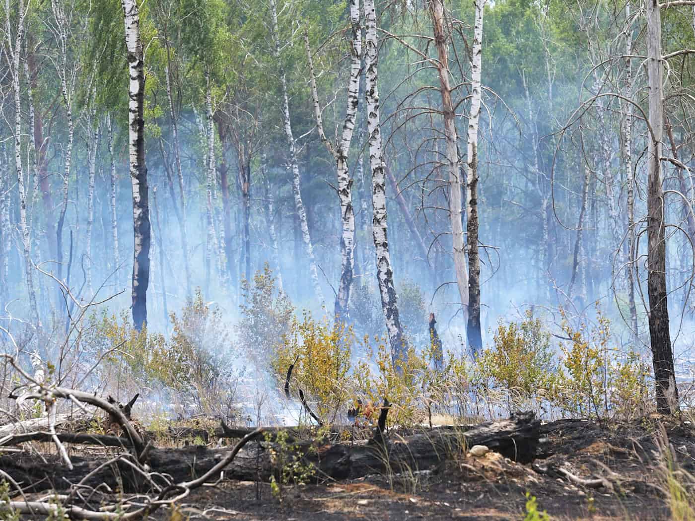 Die Waldbrandgefahr nimmt in Brandenburg wieder zu. (Archivbild) / Foto: Michael Bahlo/dpa