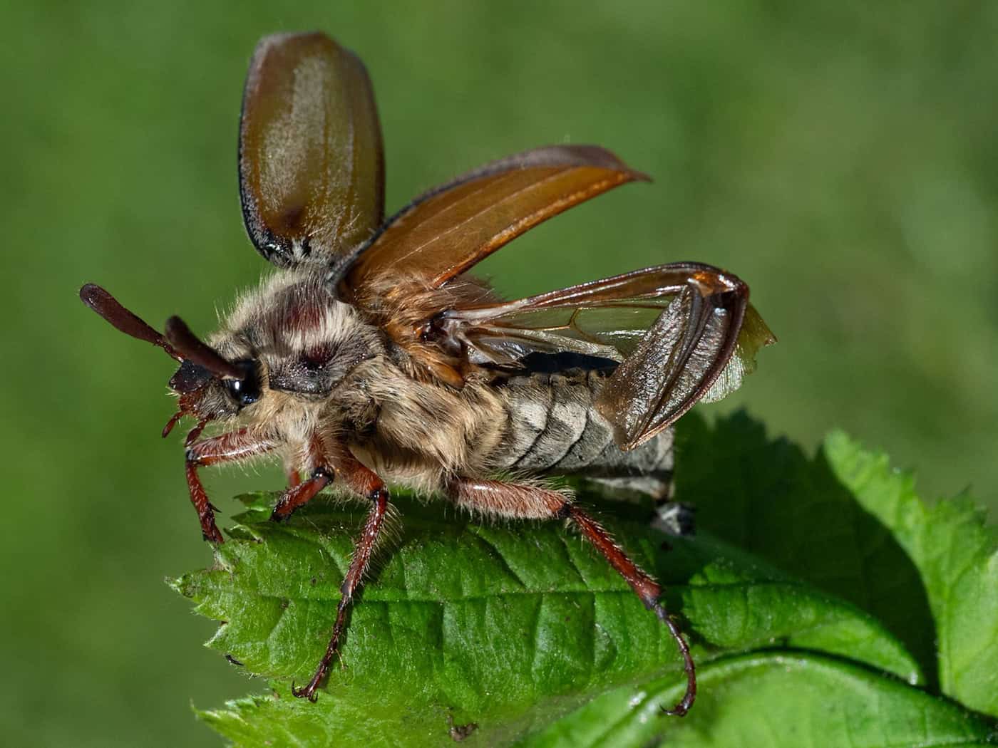 Die Insekten leben demnach zwischen zwei und vier Jahren als sogenannte Engerlinge im Boden.  / Foto: Boris Roessler/dpa