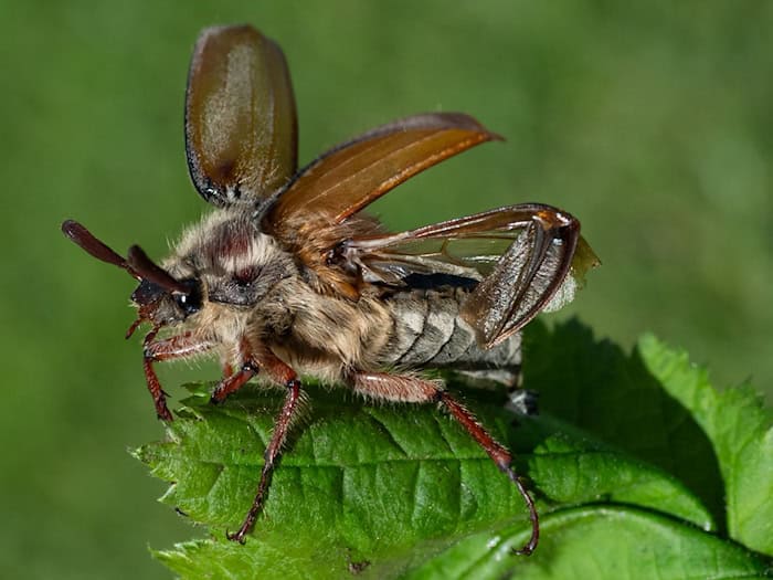 Die Insekten leben demnach zwischen zwei und vier Jahren als sogenannte Engerlinge im Boden.  / Foto: Boris Roessler/dpa