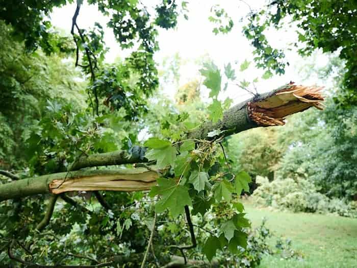 Vergangenen Sommer haben in Berlin Stürme schwere Schäden verursacht. (Archivbild) / Foto: Annette Riedl/dpa
