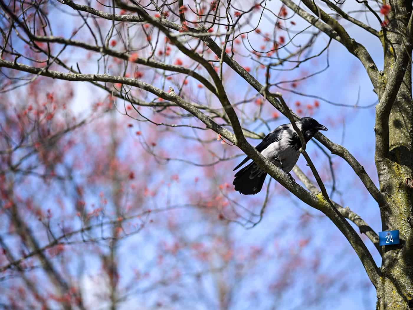 Viele Vögel sind aus ihren Winterquartieren zurückgekehrt. (Archivbild) / Foto: Britta Pedersen/dpa