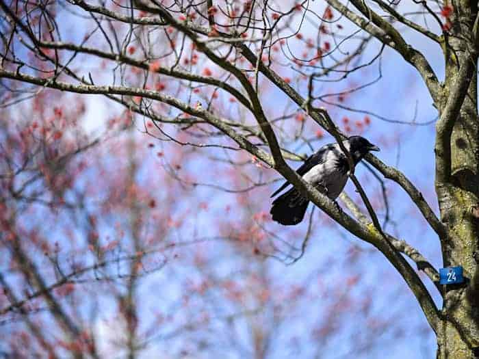 Viele Vögel sind aus ihren Winterquartieren zurückgekehrt. (Archivbild) / Foto: Britta Pedersen/dpa