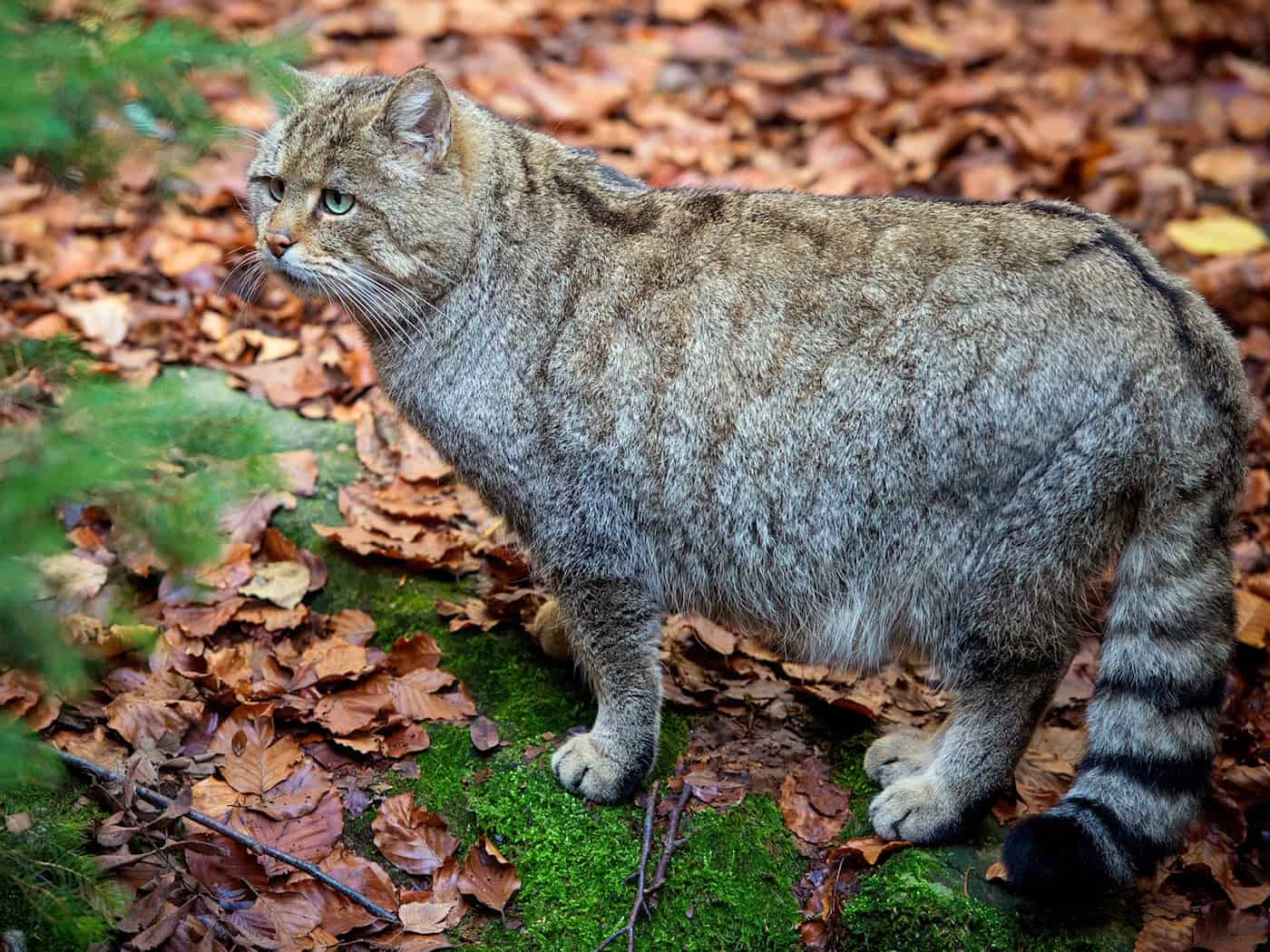 Wildkatzen sind keine davongelaufenen Hauskatzen. (Archivbild) / Foto: Patrick Pleul/dpa-Zentralbild/dpa