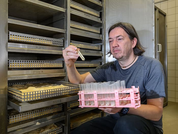 Der Hausbock fühlt sich besonders bei Wärme wohl und befällt oft Dachstühle, erklärt Thomas Kolling von Materialprüfanstalt Brandenburg GmbH (MPA).  / Foto: Patrick Pleul/dpa