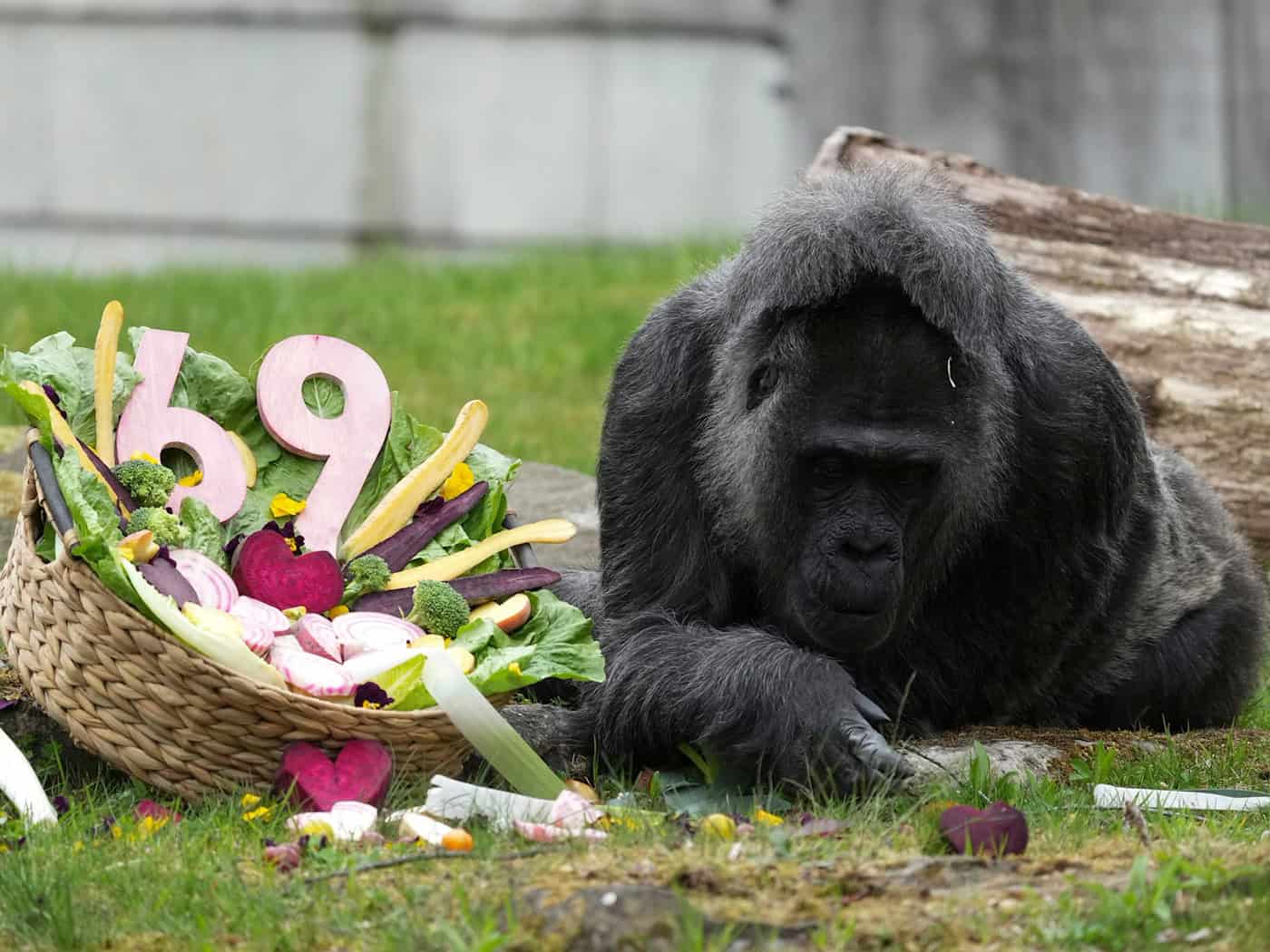 Berliner Zoo: Gorilla-Dame Fatou wird ungewöhnliche 69 Jahre alt