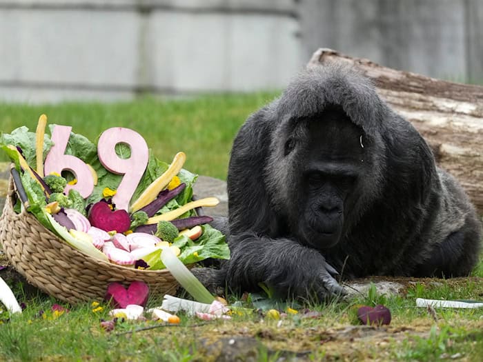 Zu ihrem Ehrentag gibt es einen Korb voller Gemüse für die Gorilla-Dame.  / Foto: Sven Kaeuler/dpa