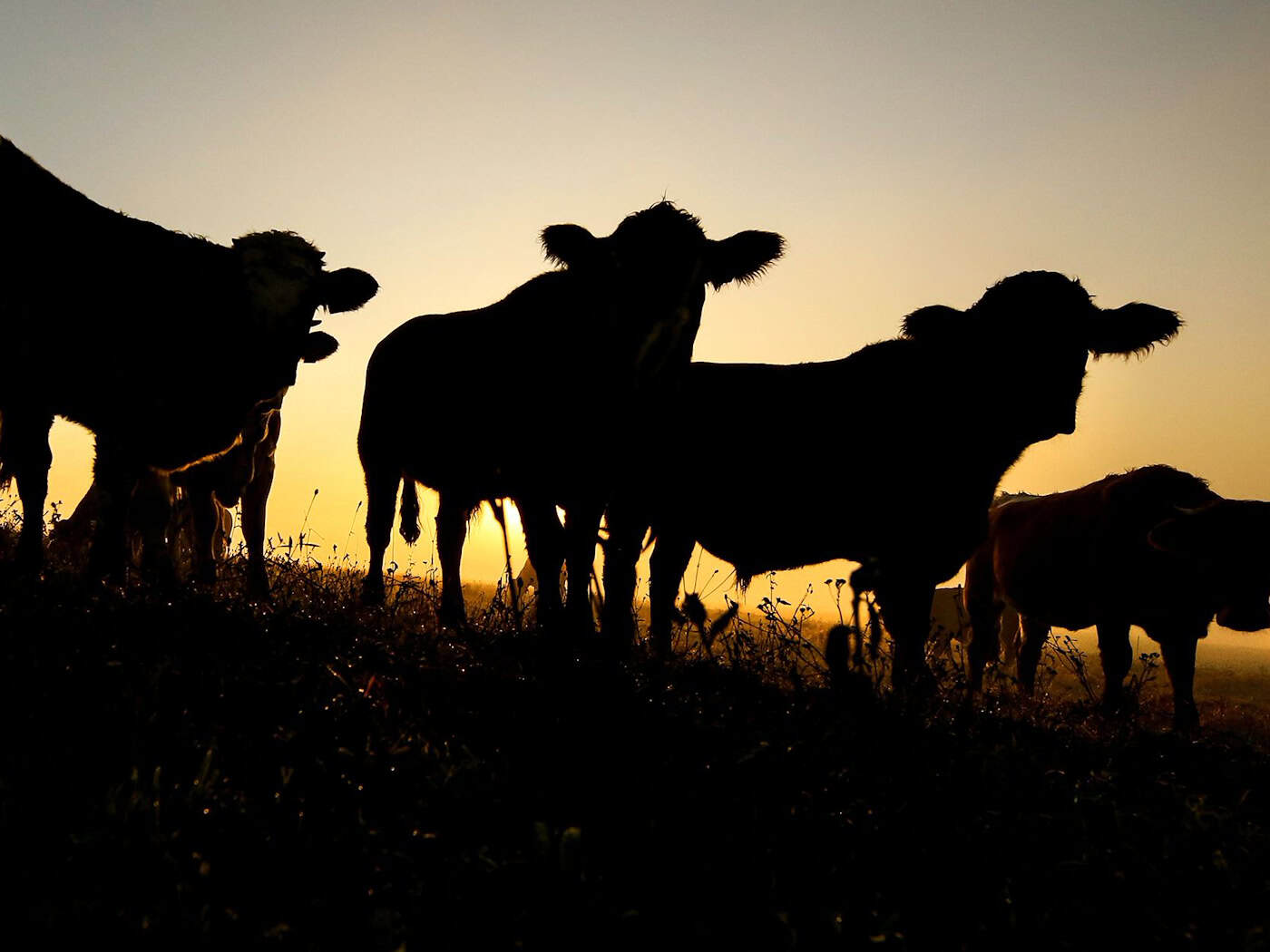 Ein Landwirt aus dem Spreewald entdeckt bei der Impfung, dass 48 Rinder von seiner Weide fehlen. Die Polizei ermittelt wegen Diebstahls. (Symbolbild) / Foto: Thomas Warnack/dpa