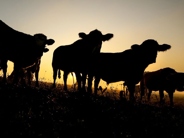 Ein Landwirt aus dem Spreewald entdeckt bei der Impfung, dass 48 Rinder von seiner Weide fehlen. Die Polizei ermittelt wegen Diebstahls. (Symbolbild) / Foto: Thomas Warnack/dpa