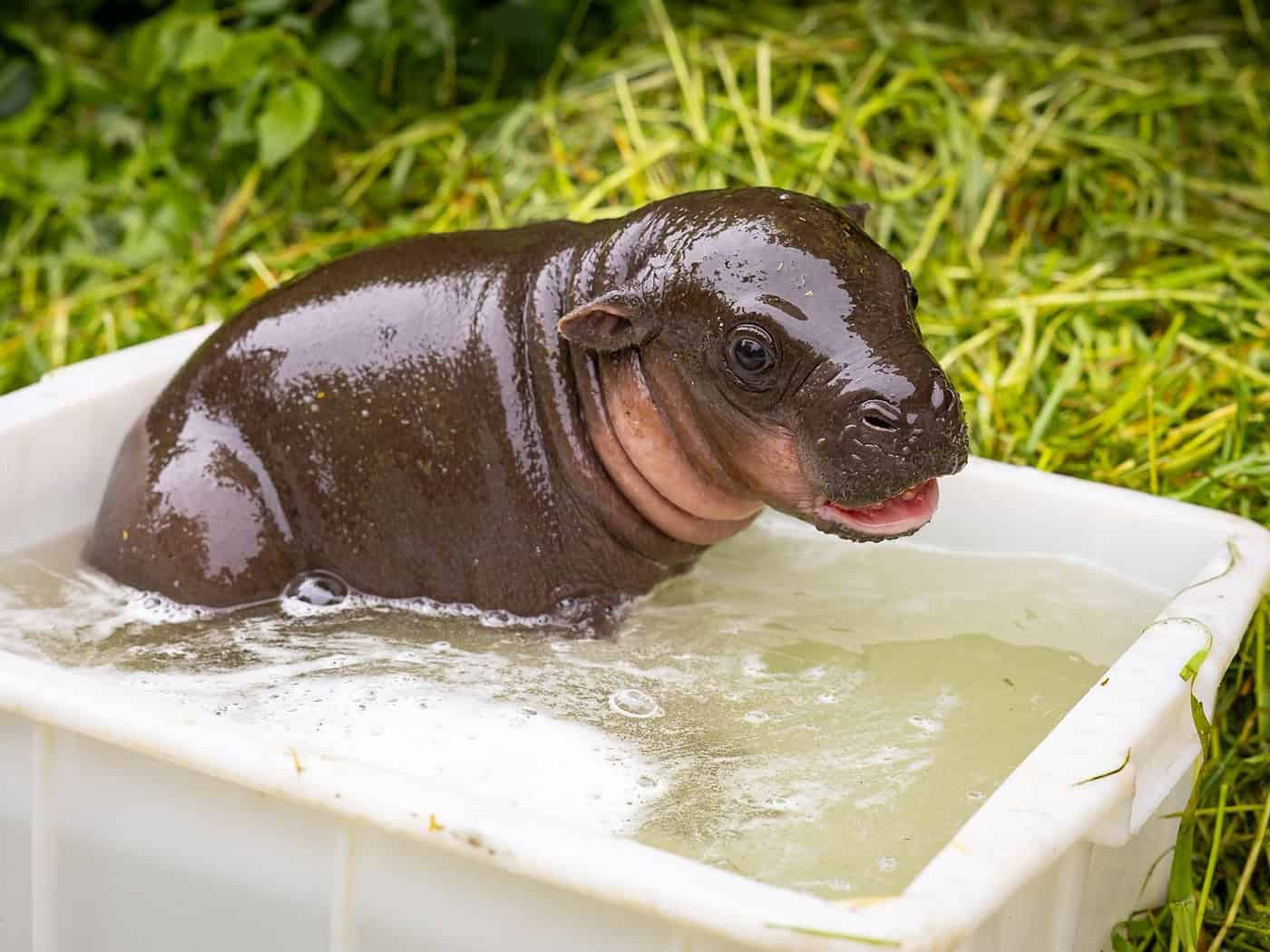 Das kleine Zwergflusspferd genießt sein erstes Outdoor-Bad. / Foto: -/Zoo Berlin/dpa