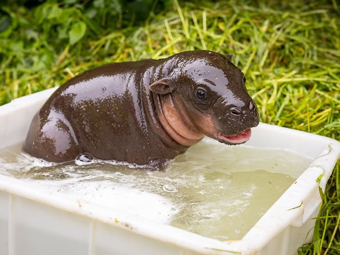 Das kleine Zwergflusspferd genießt sein erstes Outdoor-Bad. / Foto: -/Zoo Berlin/dpa