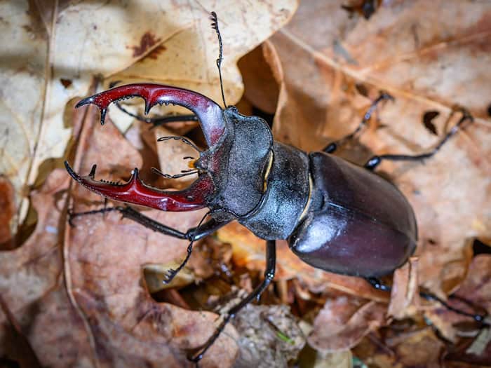 Ein Hirschkäfer, leicht zu verwechseln mit einem Balkenschröter. (Archivbild) / Foto: Patrick Pleul/dpa/ZB