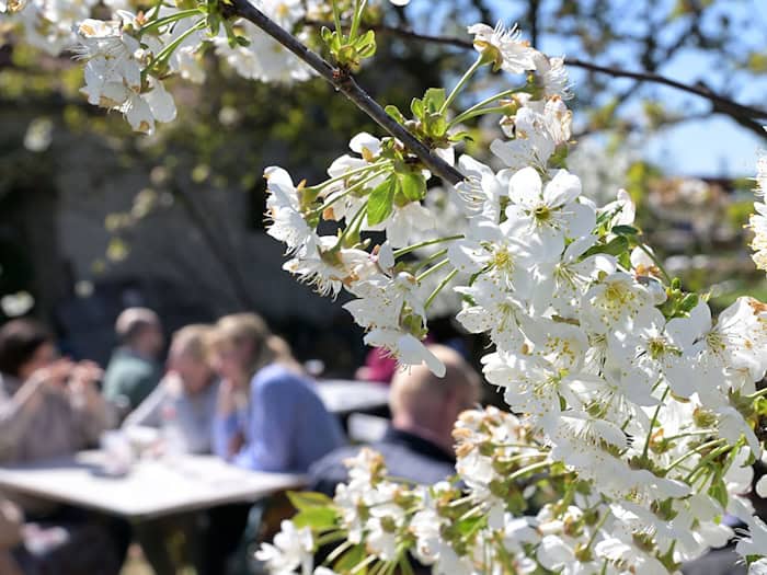 Baumblütenfest in Werder zieht Zehntausende an