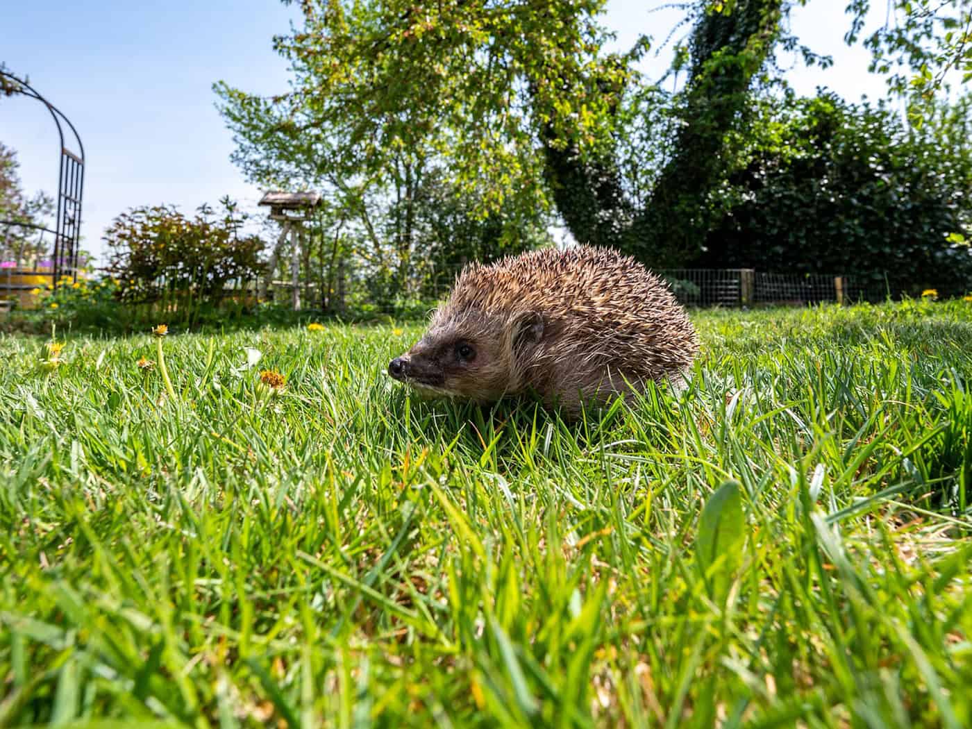 Mähroboter können für Igel in der Dämmerung und nachts lebensgefährlich sein. (Archivbild)  / Foto: Armin Weigel/dpa/dpa-tmn
