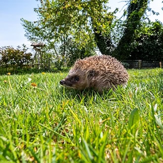 Mähroboter können für Igel in der Dämmerung und nachts lebensgefährlich sein. (Archivbild)  / Foto: Armin Weigel/dpa/dpa-tmn