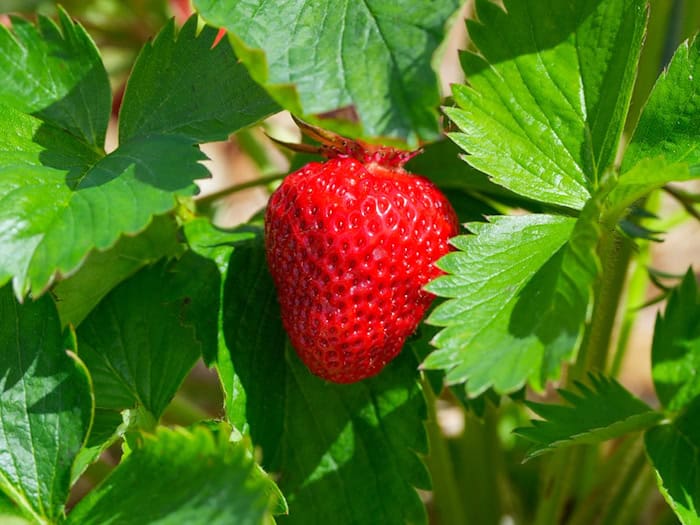 Erdbeeren selbst pflücken sei in Mode, meinte der Vizepräsident des Gartenbauverbandes Berlin-Brandenburg, Thomas Bröcker. (Symbolbild)  / Foto: Soeren Stache/dpa/ZB