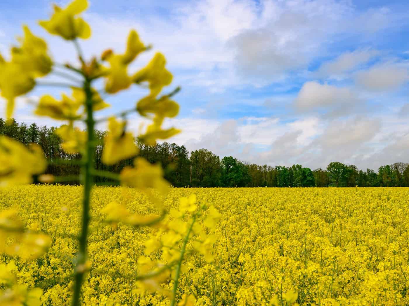 Das Wetter am Wochenende wird von Sonne und Wolken bestimmt. Es bleibt weitgehend trocken. (Archivbild) / Foto: Patrick Pleul/dpa/ZB