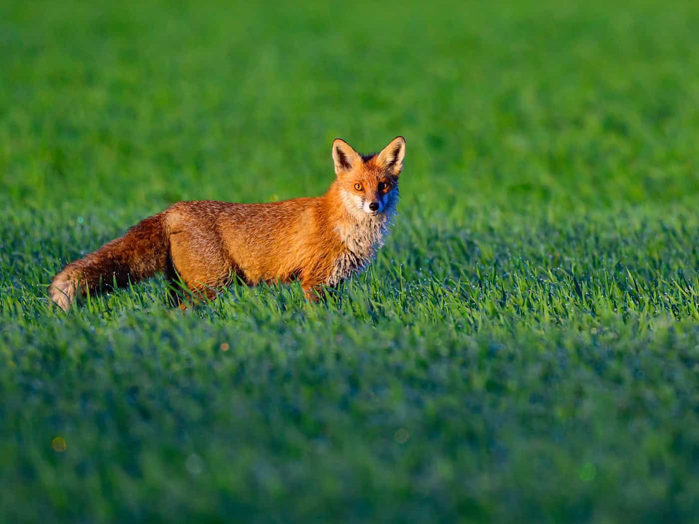 Ein Fuchsbau hat zu Problemen auf der Zugstrecke zwischen Hennigsdorf und Neuruppin geführt. (Symbolbild) / Foto: Patrick Pleul/dpa
