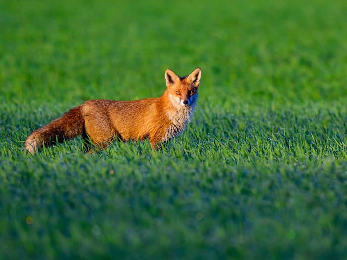 Ein Fuchsbau hat zu Problemen auf der Zugstrecke zwischen Hennigsdorf und Neuruppin geführt. (Symbolbild) / Foto: Patrick Pleul/dpa
