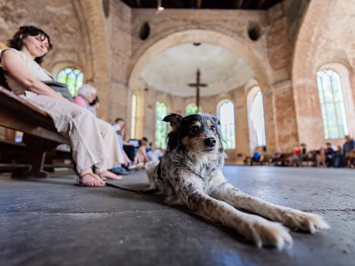 Tiersegnung an Pfingstmontag in Berliner Parochialkirche: Haustiere willkommen
