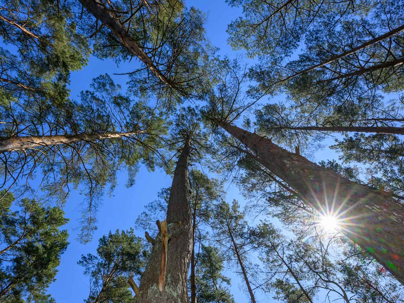 In Brandenburg ist die Waldbrandgefahr aktuell hoch. (Symbolbild) / Foto: Patrick Pleul/dpa