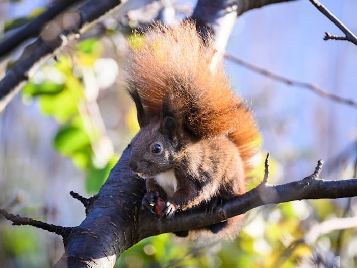 Auch das ein oder andere Eichhörnchen dürften Teilnehmer auf einer der vielen Touren entdecken. (Symbolbild) / Foto: Bernd von Jutrczenka/dpa