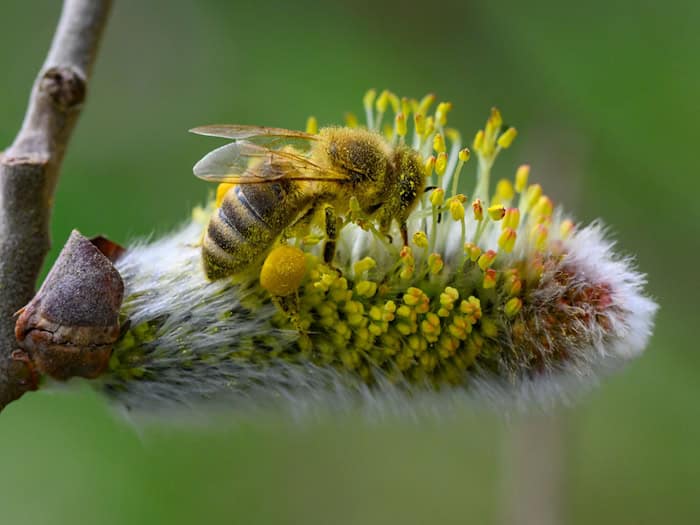 Nabu ruft zum Schutz von Wildbienen in Berlin auf