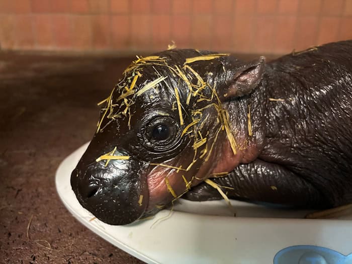 Berliner Zoo: Zwergflusspferd Debbie bringt Junges zur Welt