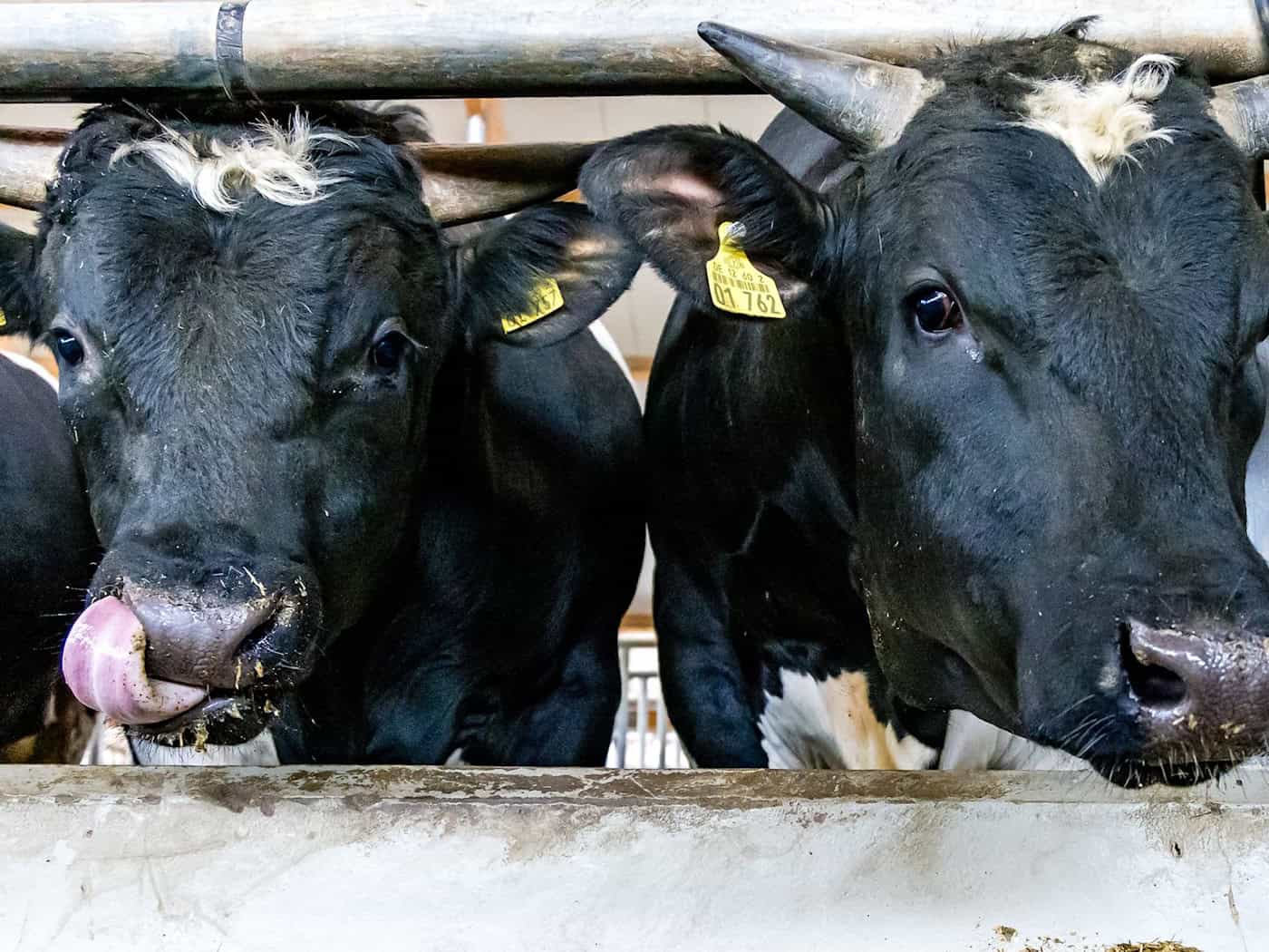 Die Polizei fahndet mit der Ermittlungsgruppe «Weide» nach den Rinder-Dieben, die vor allem in Südbrandenburg zugeschlagen haben.  / Foto: Frank Hammerschmidt/dpa