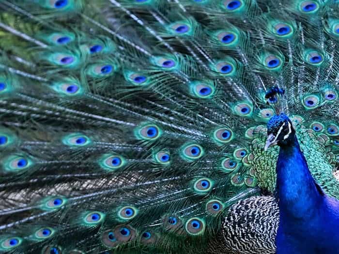 Pfau besetzt Kleintransporter in Berlin-Spandau – Polizei und Feuerwehr bringen Vogel in Sicherheit