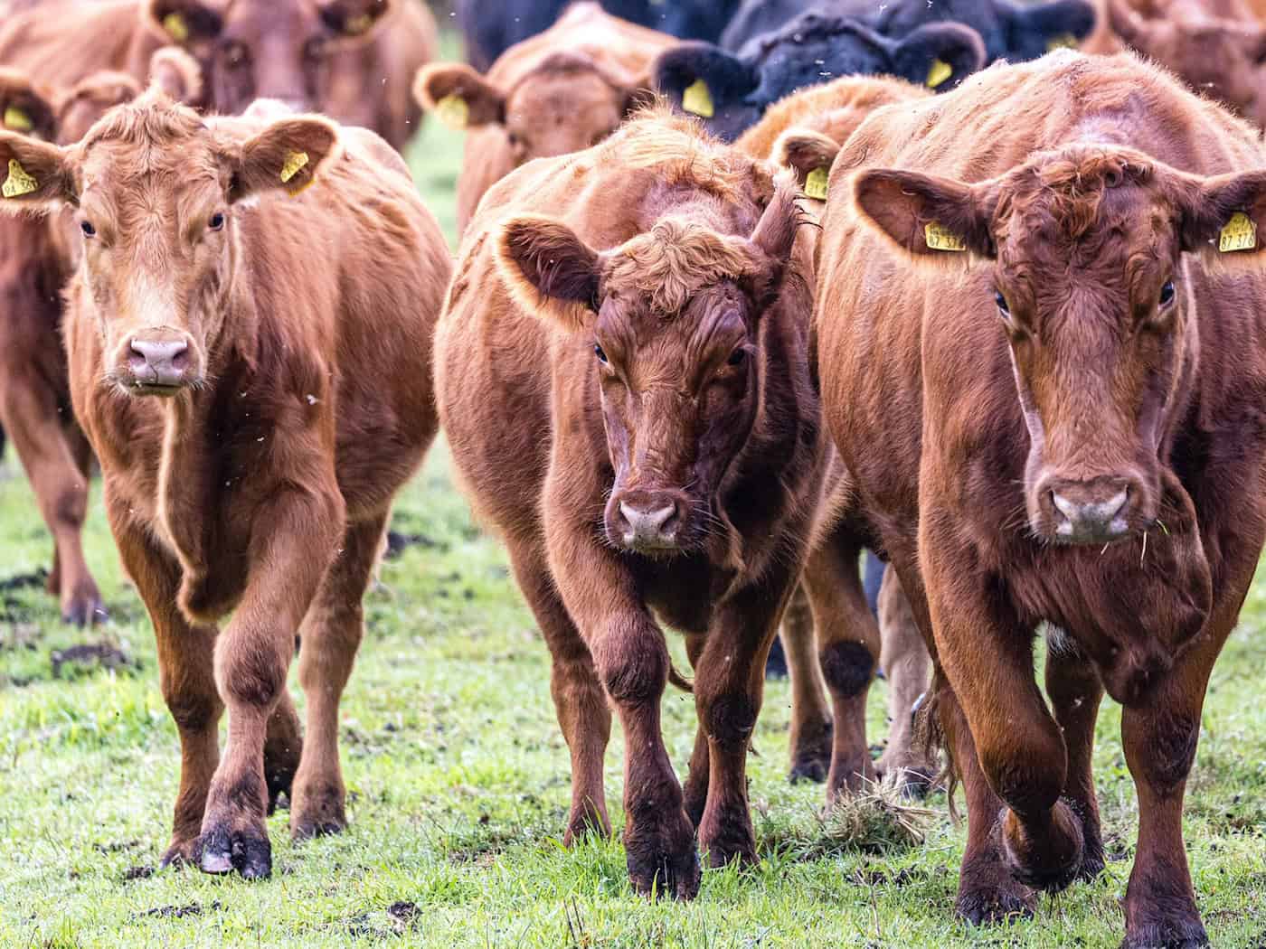 Rinder-Diebstähle beunruhigen Landwirte in Südbrandenburg. (Symbolbild) / Foto: Frank Hammerschmidt/dpa