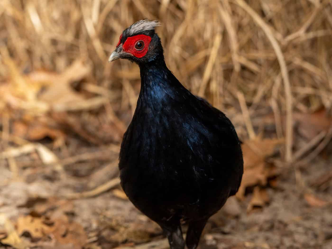 Vietnamesische Fasane gehören zu den seltensten Vogelarten der Welt. / Foto: Jon A. Juarez/Tierpark Berlin/dpa
