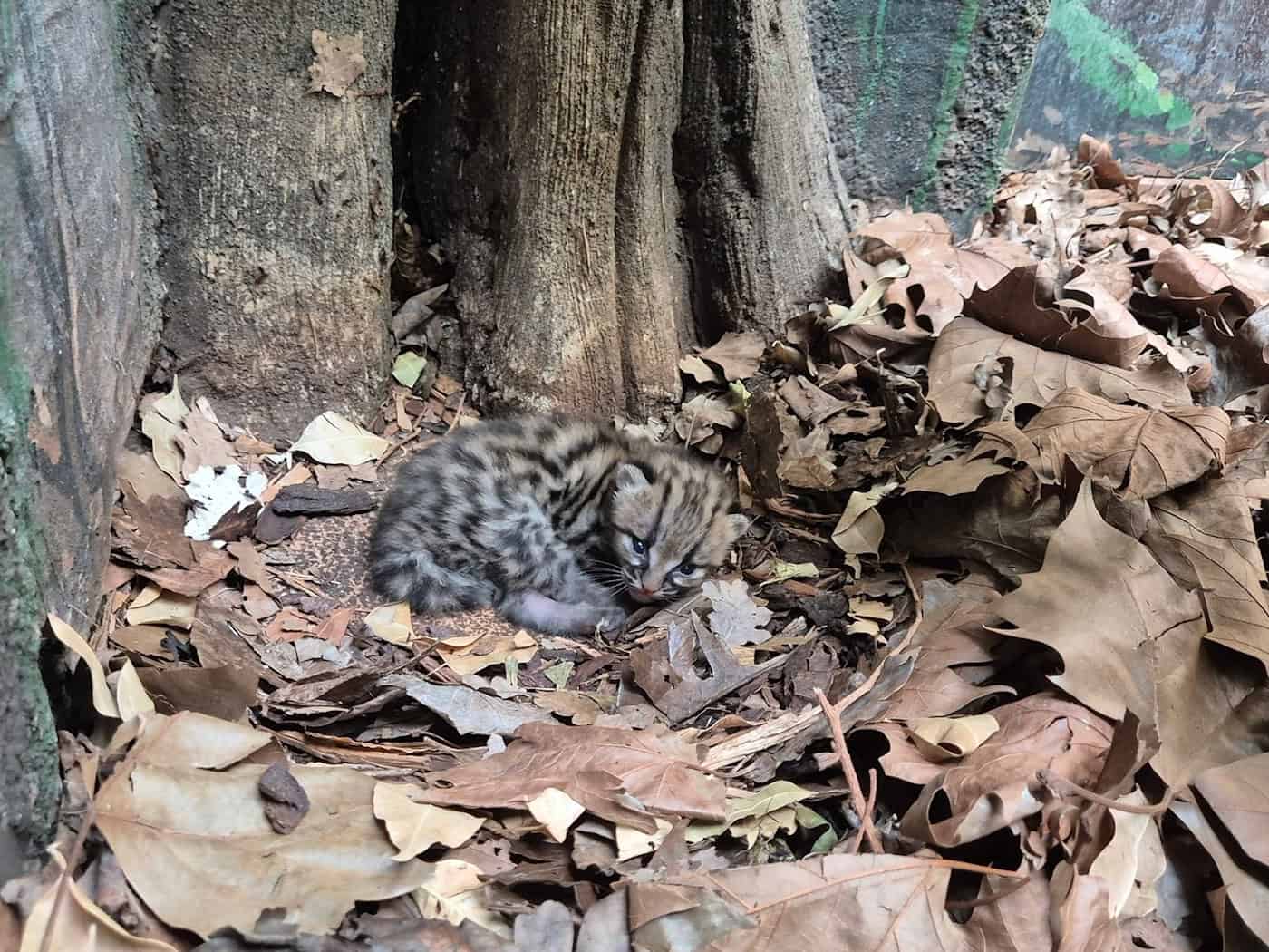 Margays bringen meistens nur ein Jungtier zur Welt. (Handoutbild) / Foto: -/© 2026 Zoo Berlin / © 2026 Tierpark Berlin/dpa