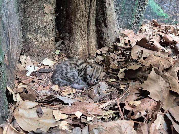 Margays bringen meistens nur ein Jungtier zur Welt. (Handoutbild) / Foto: -/© 2026 Zoo Berlin / © 2026 Tierpark Berlin/dpa