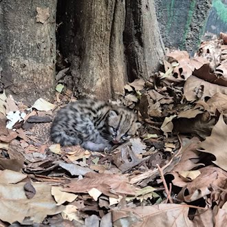 Margays bringen meistens nur ein Jungtier zur Welt. (Handoutbild) / Foto: -/© 2026 Zoo Berlin / © 2026 Tierpark Berlin/dpa