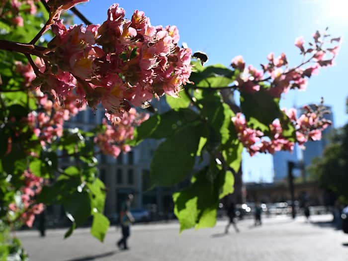 Das lange Wochenende wird sommerlich in Berlin und Brandenburg. (Symbolbild) / Foto: Markus Lenhardt/dpa