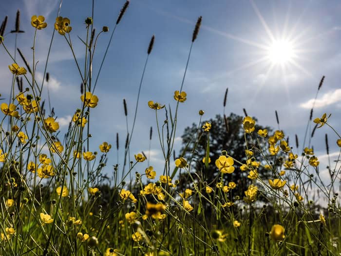 In Berlin und Brandenburg werden am Wochenende die 30 Grad erreicht. / Foto: Frank Hammerschmidt/dpa
